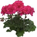 Afbeelding van Geranium Staand P12 Moonlight Tumbao Extra Pink
